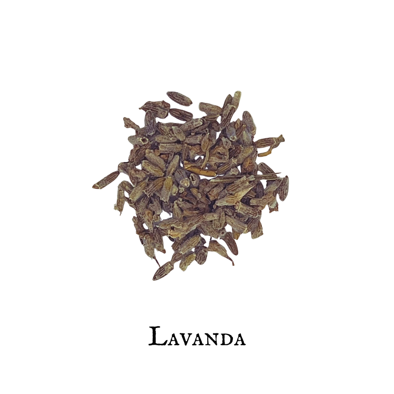 Lavanda – Lavandula officinalis