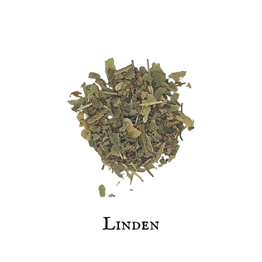 Linden – Tilia spp.