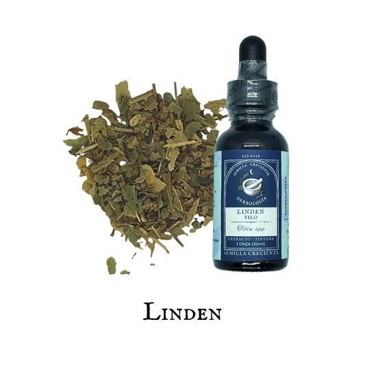 Tilo (Linden) – Tintura