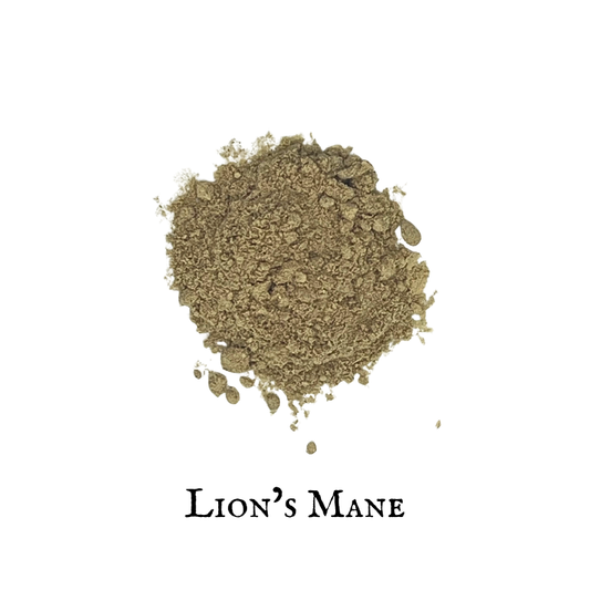 Lion’s Mane – Hericium erinaceus