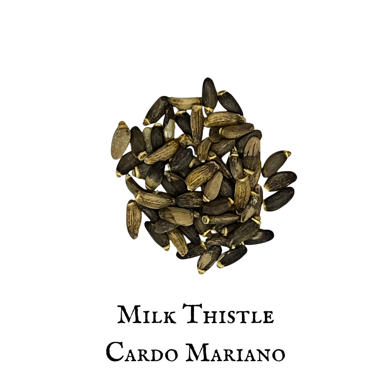 Milk Thistle / Cardo Mariano – Silybum marianum