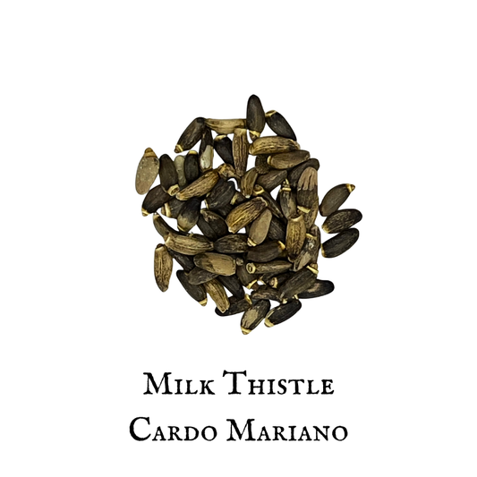 Milk Thistle / Cardo Mariano – Silybum marianum