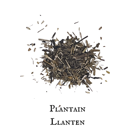 Plantain / Llantén – Plantago lanceolata