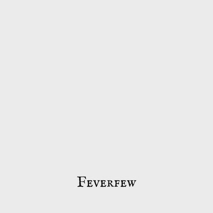 Feverfew (Santa María) – Aerial Parts – Dried Herb