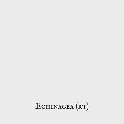 Echinacea (Equinácea) – Root – Dried Herb