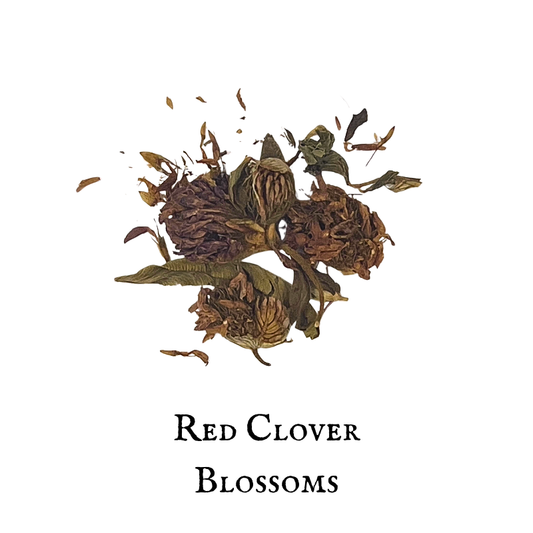 Red Clover Blossoms – Trifolium pratense