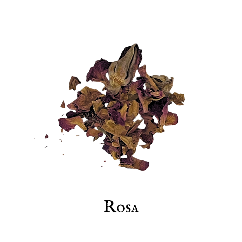 Rosa – Rosa spp.