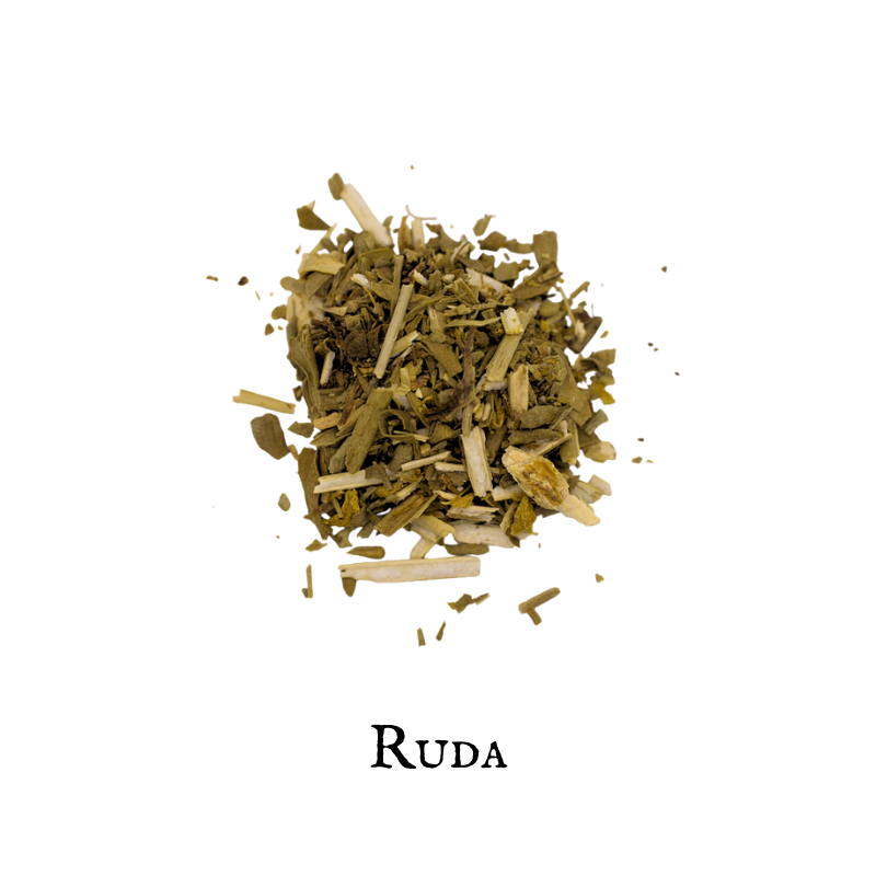 Ruda – Ruta chalepensis