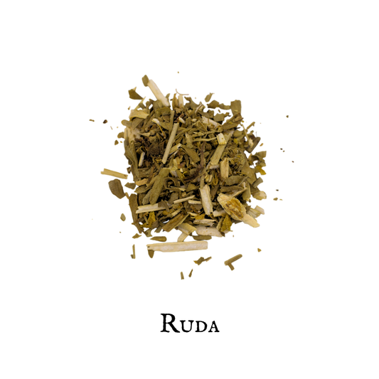 Ruda – Ruta chalepensis