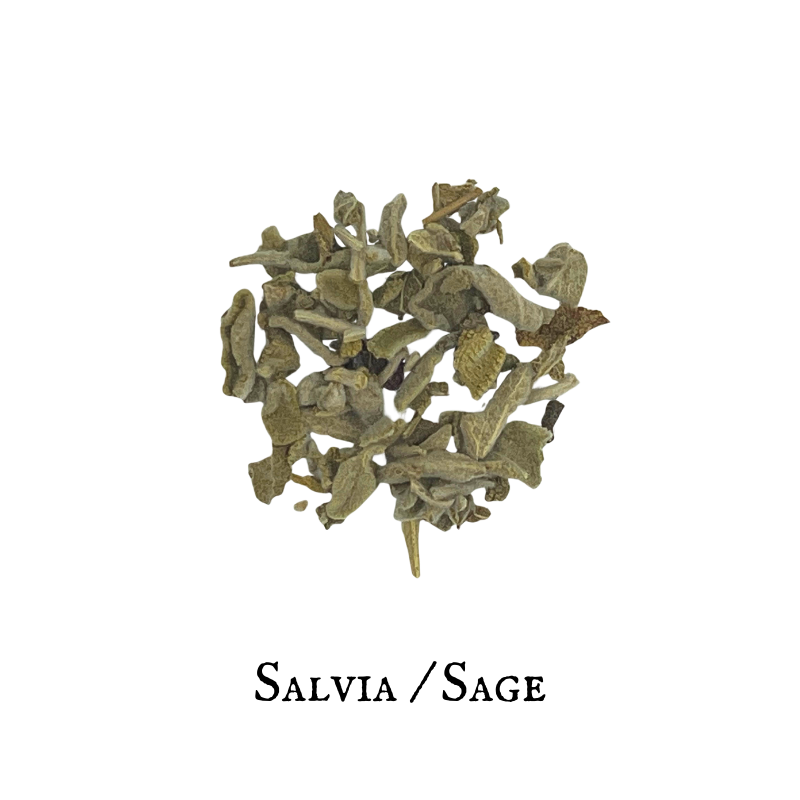 Salvia - Sage