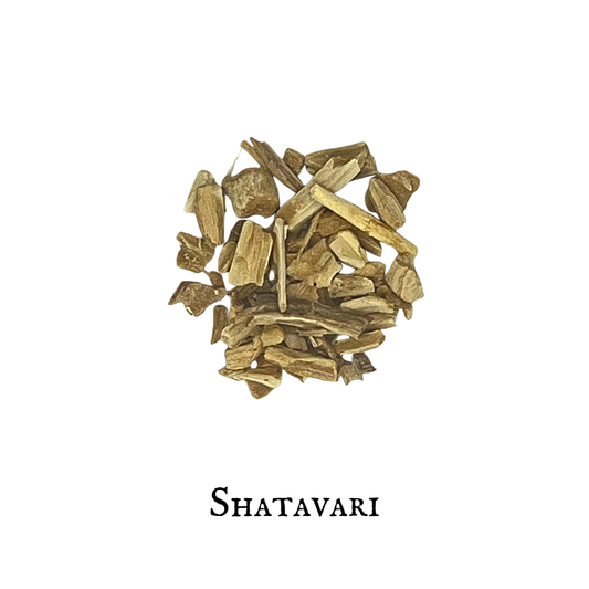 Shatavari – Asparagus racemosus