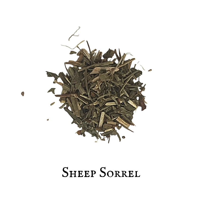 Sheep Sorrel – Rumex acetosella
