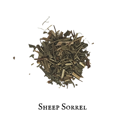 Sheep Sorrel – Rumex acetosella