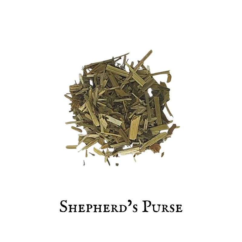 Shepherd’s Purse – Capsella bursa-pastoris