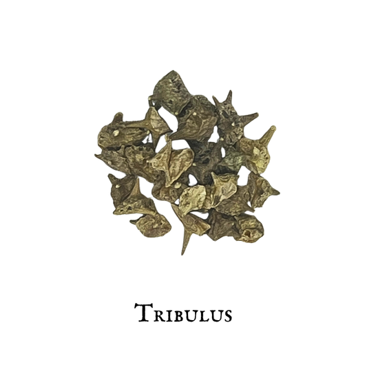 Tribulus – Tribulus terrestris