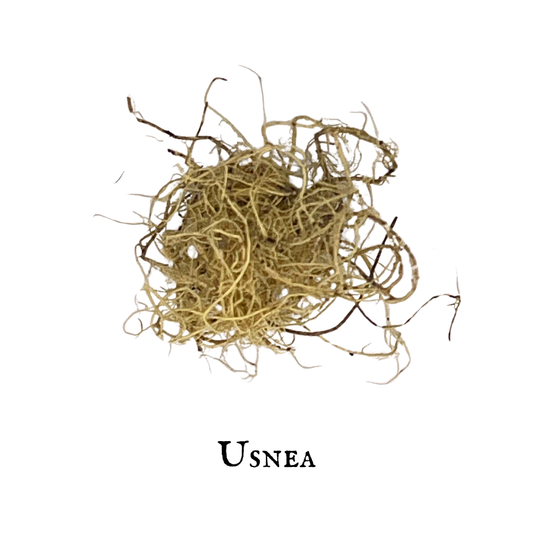 Usnea - Líquenes de barba