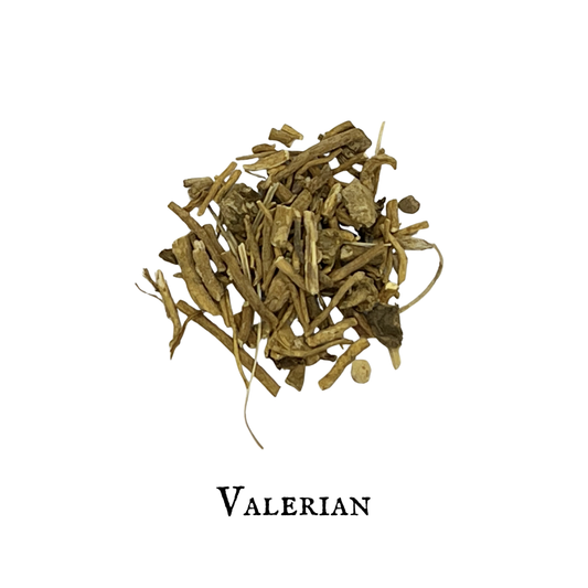 Valeriana - Valeriana officinalis