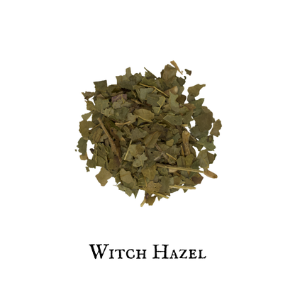 Witch Hazel (Hamamelis) – Bark – Dried Herb