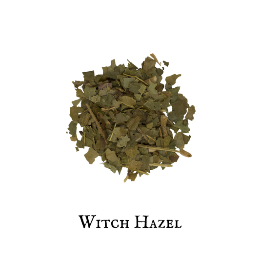 Witch Hazel - Hamamelis