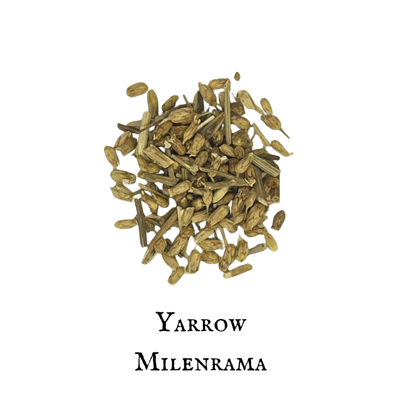 Milenrama / Yarrow - Achillea millefolium