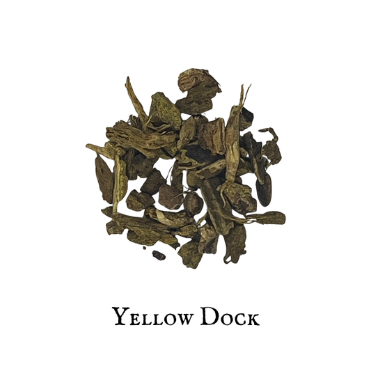 Yellow Dock – Rumex crispus